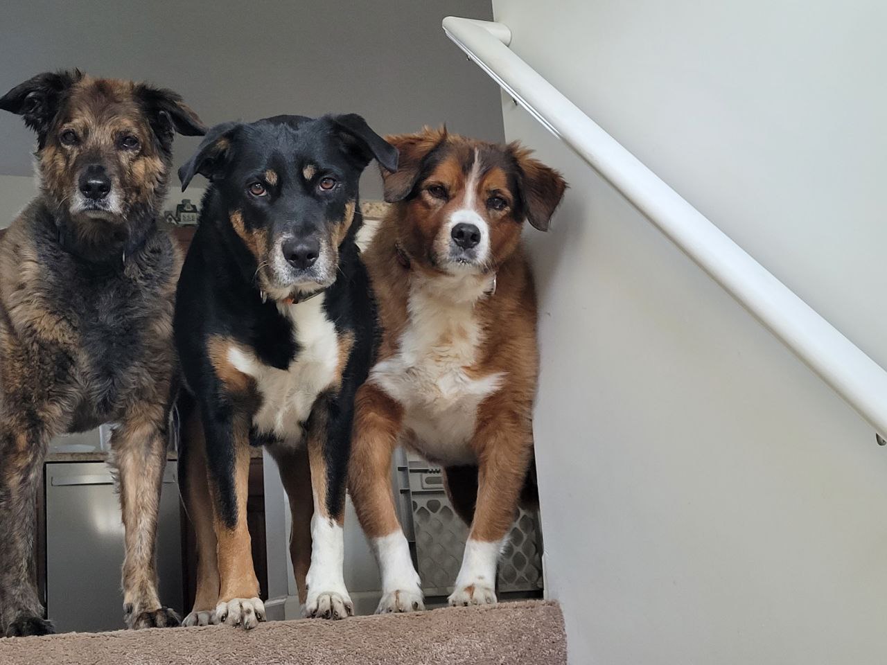 Three dogs, Rocky, Bailey and Riley